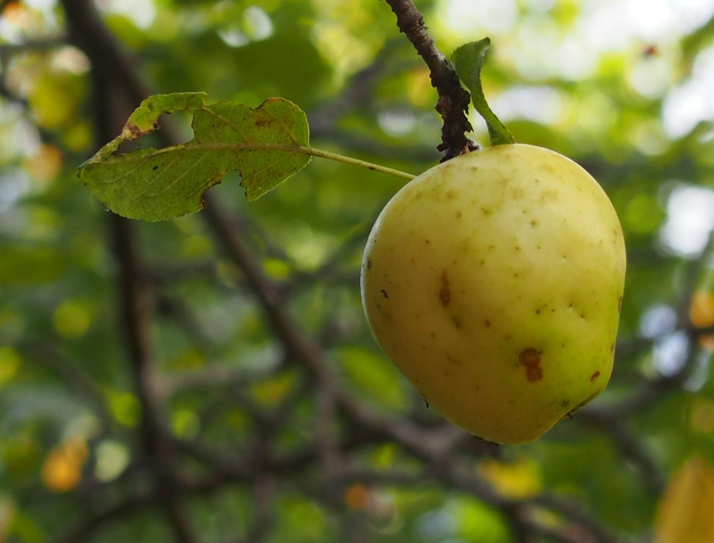 Crab Apple fruit